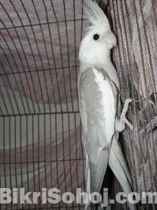 2 male cockatiel